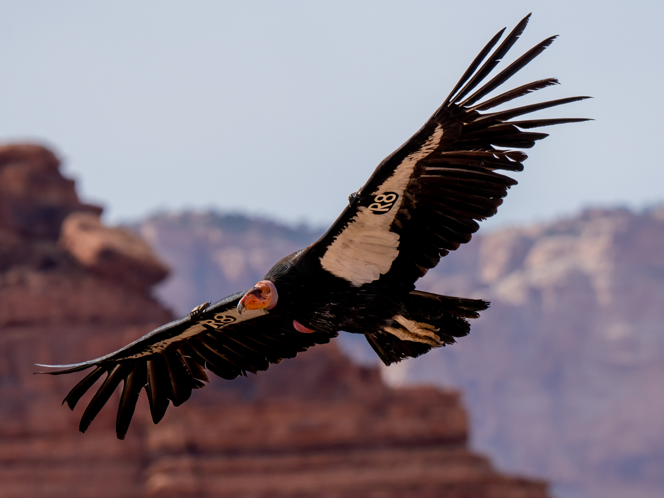 2nd PrizeNature In Class 2 By Debbie Blair For California Condor Flying Free FEB-2023.jpg